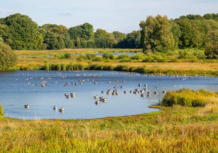 Vielfältige Natur am Steinhorster Becken in Delbrück, Teutoburger Wald